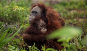 Orangutan