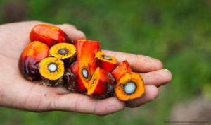 Palm fruit