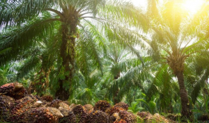Palm tree