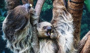 Linne’s two-toed Sloth